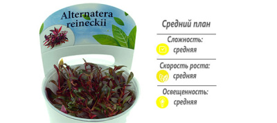 Альтернантера мини (меристемное растение)